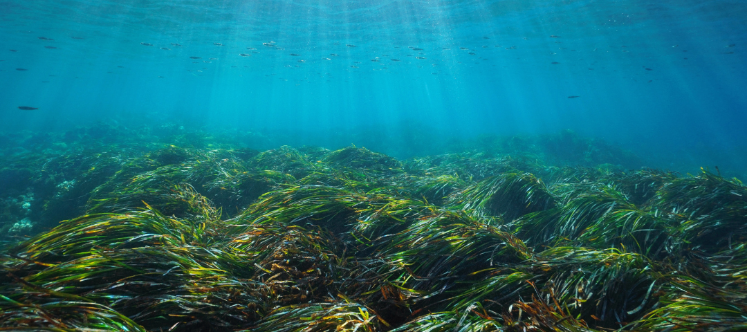Posidonia oceanica: l’ecosistema vital de les costes de Sant Josep