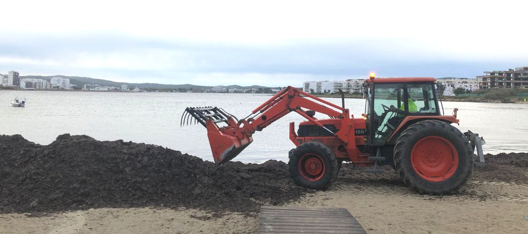 Retornam la posidònia a les costes de Sant Josep: quan i per què