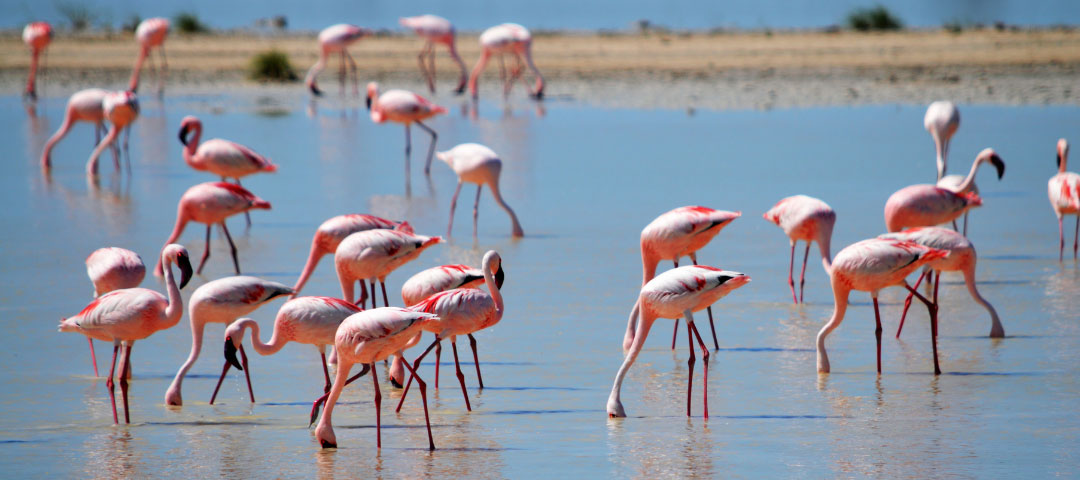 El Parque Nacional de Ses Salines se viste de rosa con la nidificación de flamencos.