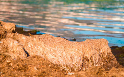 ¿Cómo se gestionan los restos de Posidonia en las playas de Sant Josep de la Talaia?