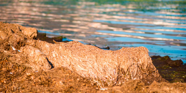 ¿Cómo se gestionan los restos de Posidonia en las playas de Sant Josep de la Talaia?