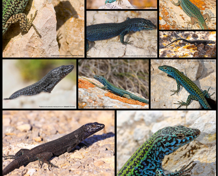 L’Ajuntament de Sant Josep de sa Talaia col·labora en la protecció de la sargantana de les Pitiüses